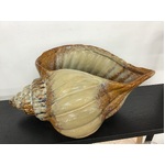 VINTAGE Conch Seashell Planter - Ceramic 