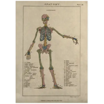 Blank Greeting Card - Anatomy Osteology