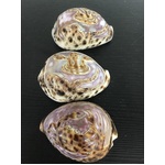 VINTAGE Carved Tiger Cowrie Seashells - Lot of 3 - Crab & Fish 