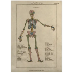 Blank Greeting Card - Anatomy Osteology