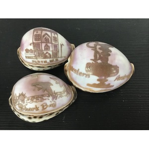 VINTAGE Carved Tiger Cowrie Seashells - Lot of 3 - Western Australia Souvenir