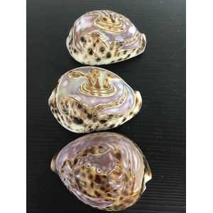 VINTAGE Carved Tiger Cowrie Seashells - Lot of 3 - Crab & Fish 